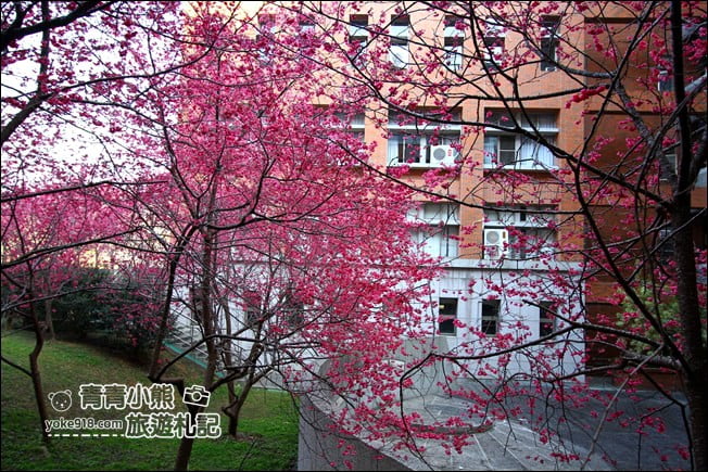 南投景點》暨南大學櫻花．埔里賞櫻景點~不用到深山，櫻花林好迷人 @青青小熊＊旅遊札記