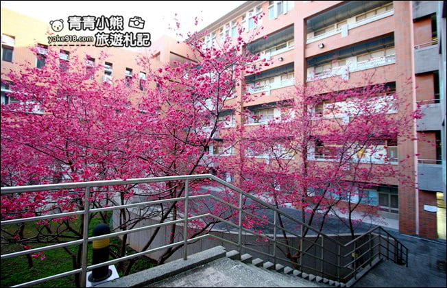 南投景點》暨南大學櫻花.埔里賞櫻景點~不用到深山,櫻花林好迷人 @青青小熊*旅遊札記 南投景點》暨南大學櫻花.埔里賞櫻景點~不用到深山,櫻花林好迷人 @青青小熊*旅遊札記