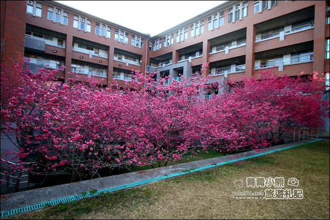 南投景點》暨南大學櫻花.埔里賞櫻景點~不用到深山,櫻花林好迷人 @青青小熊*旅遊札記 南投景點》暨南大學櫻花.埔里賞櫻景點~不用到深山,櫻花林好迷人 @青青小熊*旅遊札記