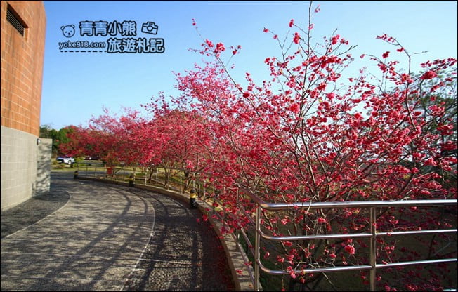 南投景點》暨南大學櫻花.埔里賞櫻景點~不用到深山,櫻花林好迷人 @青青小熊*旅遊札記 南投景點》暨南大學櫻花.埔里賞櫻景點~不用到深山,櫻花林好迷人 @青青小熊*旅遊札記