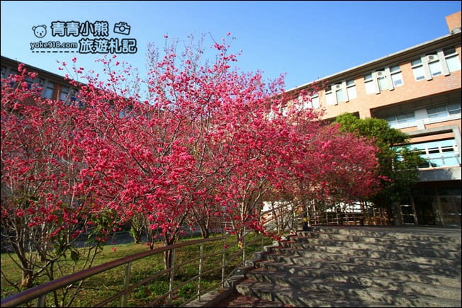南投景點》暨南大學櫻花.埔里賞櫻景點~不用到深山,櫻花林好迷人 @青青小熊*旅遊札記 南投景點》暨南大學櫻花.埔里賞櫻景點~不用到深山,櫻花林好迷人 @青青小熊*旅遊札記