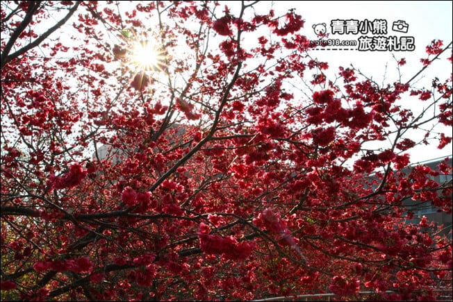 南投景點》暨南大學櫻花.埔里賞櫻景點~不用到深山,櫻花林好迷人 @青青小熊*旅遊札記 南投景點》暨南大學櫻花.埔里賞櫻景點~不用到深山,櫻花林好迷人 @青青小熊*旅遊札記
