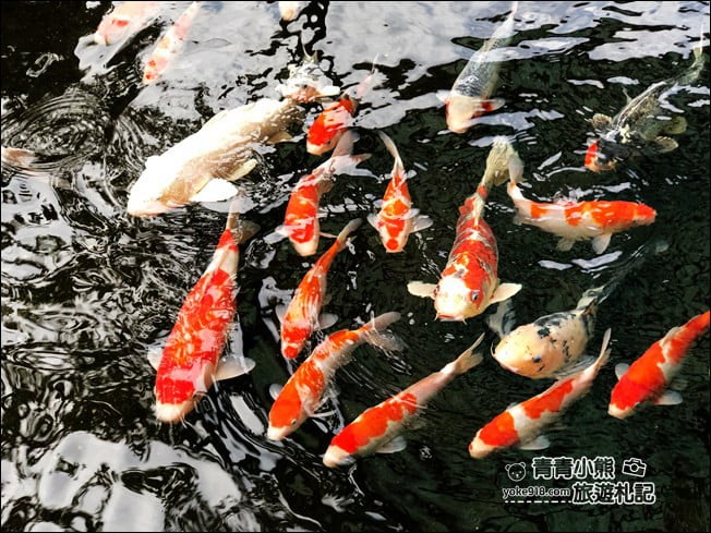 宜蘭景點》龍座咖啡.冬山有著天空之鏡雙心石滬的景觀咖啡廳~一起賞景去 @青青小熊*旅遊札記 宜蘭景點》龍座咖啡.冬山有著天空之鏡雙心石滬的景觀咖啡廳~一起賞景去 @青青小熊*旅遊札記