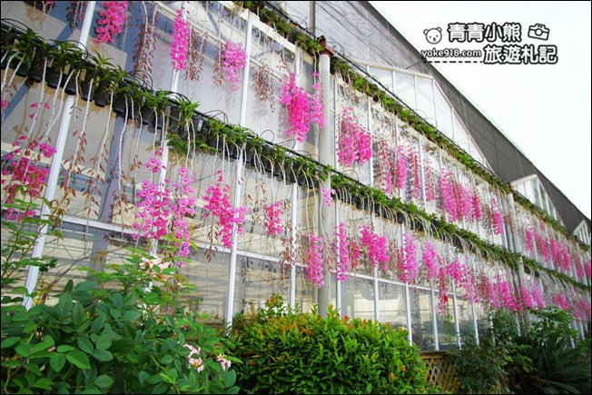 台中后里景點》萌芳花卉農場.粉嫩的石斛蘭綻放中~免費賞花景點推薦 @青青小熊*旅遊札記 台中后里景點》萌芳花卉農場.粉嫩的石斛蘭綻放中~免費賞花景點推薦 @青青小熊*旅遊札記