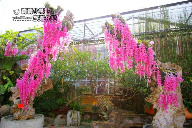 台中后里景點》萌芳花卉農場.粉嫩的石斛蘭綻放中~免費賞花景點推薦 @青青小熊*旅遊札記 台中后里景點》萌芳花卉農場.粉嫩的石斛蘭綻放中~免費賞花景點推薦 @青青小熊*旅遊札記