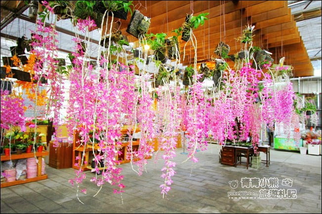 台中后里景點》萌芳花卉農場.粉嫩的石斛蘭綻放中~免費賞花景點推薦 @青青小熊*旅遊札記 台中后里景點》萌芳花卉農場.粉嫩的石斛蘭綻放中~免費賞花景點推薦 @青青小熊*旅遊札記