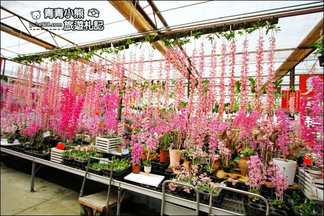台中后里景點》萌芳花卉農場．粉嫩的石斛蘭綻放中~免費賞花景點推薦 @青青小熊＊旅遊札記