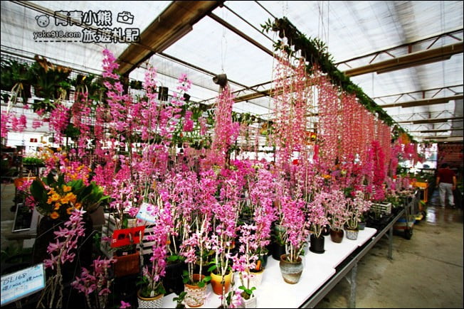 台中后里景點》萌芳花卉農場.粉嫩的石斛蘭綻放中~免費賞花景點推薦 @青青小熊*旅遊札記 台中后里景點》萌芳花卉農場.粉嫩的石斛蘭綻放中~免費賞花景點推薦 @青青小熊*旅遊札記