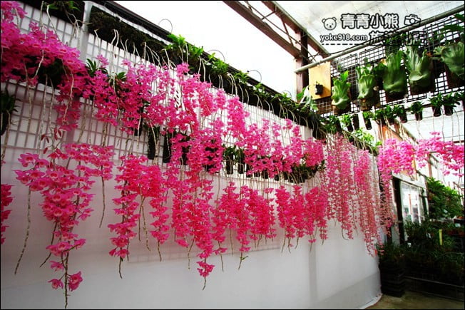 台中后里景點》萌芳花卉農場.粉嫩的石斛蘭綻放中~免費賞花景點推薦 @青青小熊*旅遊札記 台中后里景點》萌芳花卉農場.粉嫩的石斛蘭綻放中~免費賞花景點推薦 @青青小熊*旅遊札記