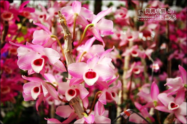 台中后里景點》萌芳花卉農場.粉嫩的石斛蘭綻放中~免費賞花景點推薦 @青青小熊*旅遊札記 台中后里景點》萌芳花卉農場.粉嫩的石斛蘭綻放中~免費賞花景點推薦 @青青小熊*旅遊札記