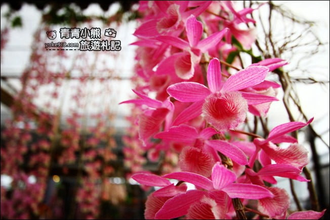台中后里景點》萌芳花卉農場.粉嫩的石斛蘭綻放中~免費賞花景點推薦 @青青小熊*旅遊札記 台中后里景點》萌芳花卉農場.粉嫩的石斛蘭綻放中~免費賞花景點推薦 @青青小熊*旅遊札記