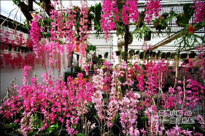 台中后里景點》萌芳花卉農場．粉嫩的石斛蘭綻放中~免費賞花景點推薦 @青青小熊＊旅遊札記