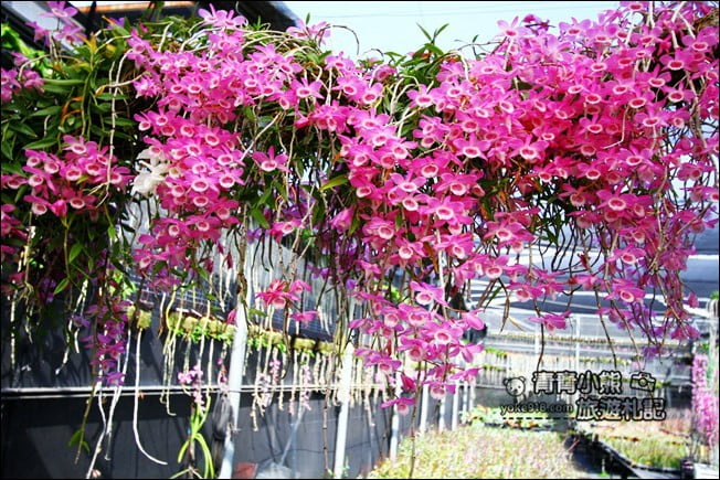 台中后里景點》萌芳花卉農場.粉嫩的石斛蘭綻放中~免費賞花景點推薦 @青青小熊*旅遊札記 台中后里景點》萌芳花卉農場.粉嫩的石斛蘭綻放中~免費賞花景點推薦 @青青小熊*旅遊札記