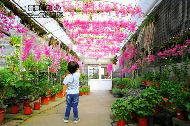 台中后里景點》萌芳花卉農場.粉嫩的石斛蘭綻放中~免費賞花景點推薦 @青青小熊*旅遊札記 台中后里景點》萌芳花卉農場.粉嫩的石斛蘭綻放中~免費賞花景點推薦 @青青小熊*旅遊札記