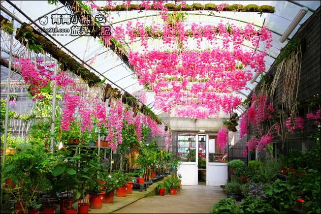 台中后里景點》萌芳花卉農場.粉嫩的石斛蘭綻放中~免費賞花景點推薦 @青青小熊*旅遊札記 台中后里景點》萌芳花卉農場.粉嫩的石斛蘭綻放中~免費賞花景點推薦 @青青小熊*旅遊札記