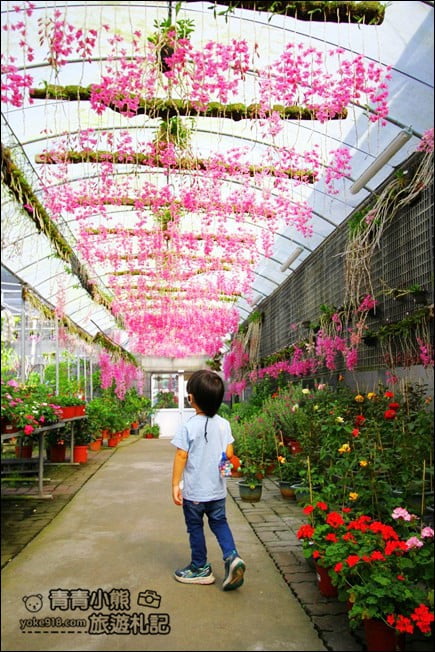 台中后里景點》萌芳花卉農場．粉嫩的石斛蘭綻放中~免費賞花景點推薦 @青青小熊＊旅遊札記