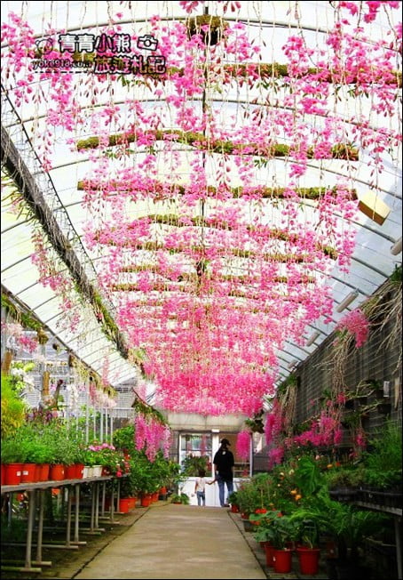 台中后里景點》萌芳花卉農場.粉嫩的石斛蘭綻放中~免費賞花景點推薦 @青青小熊*旅遊札記 台中后里景點》萌芳花卉農場.粉嫩的石斛蘭綻放中~免費賞花景點推薦 @青青小熊*旅遊札記