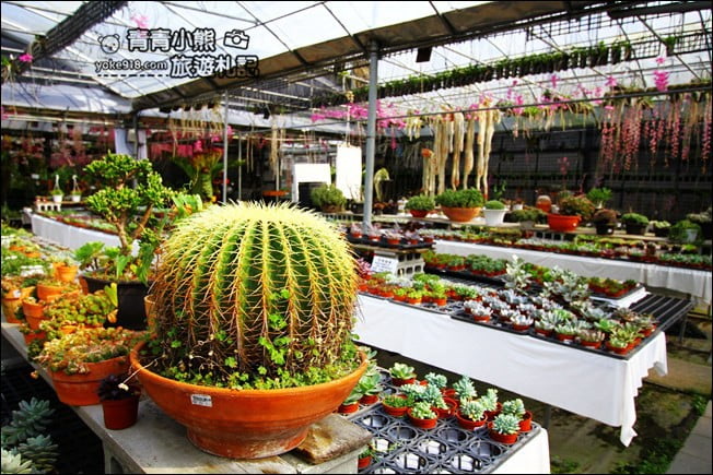 台中后里景點》萌芳花卉農場.粉嫩的石斛蘭綻放中~免費賞花景點推薦 @青青小熊*旅遊札記 台中后里景點》萌芳花卉農場.粉嫩的石斛蘭綻放中~免費賞花景點推薦 @青青小熊*旅遊札記