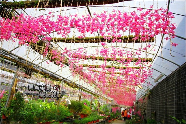 台中后里景點》萌芳花卉農場.粉嫩的石斛蘭綻放中~免費賞花景點推薦 @青青小熊*旅遊札記 台中后里景點》萌芳花卉農場.粉嫩的石斛蘭綻放中~免費賞花景點推薦 @青青小熊*旅遊札記