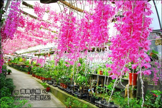 台中后里景點》萌芳花卉農場.粉嫩的石斛蘭綻放中~免費賞花景點推薦 @青青小熊*旅遊札記 台中后里景點》萌芳花卉農場.粉嫩的石斛蘭綻放中~免費賞花景點推薦 @青青小熊*旅遊札記