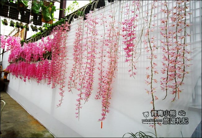 台中后里景點》萌芳花卉農場.粉嫩的石斛蘭綻放中~免費賞花景點推薦 @青青小熊*旅遊札記 台中后里景點》萌芳花卉農場.粉嫩的石斛蘭綻放中~免費賞花景點推薦 @青青小熊*旅遊札記