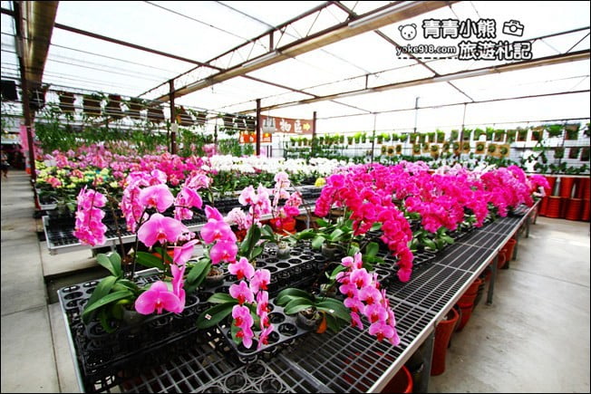 台中后里景點》萌芳花卉農場．粉嫩的石斛蘭綻放中~免費賞花景點推薦 @青青小熊＊旅遊札記