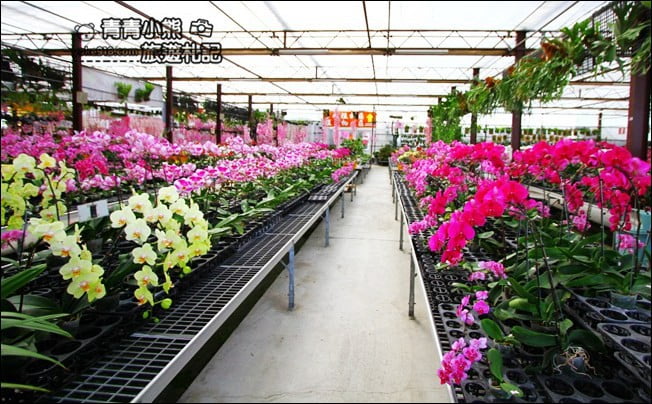 台中后里景點》萌芳花卉農場.粉嫩的石斛蘭綻放中~免費賞花景點推薦 @青青小熊*旅遊札記 台中后里景點》萌芳花卉農場.粉嫩的石斛蘭綻放中~免費賞花景點推薦 @青青小熊*旅遊札記