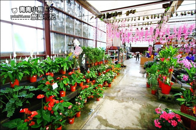 台中后里景點》萌芳花卉農場.粉嫩的石斛蘭綻放中~免費賞花景點推薦 @青青小熊*旅遊札記 台中后里景點》萌芳花卉農場.粉嫩的石斛蘭綻放中~免費賞花景點推薦 @青青小熊*旅遊札記