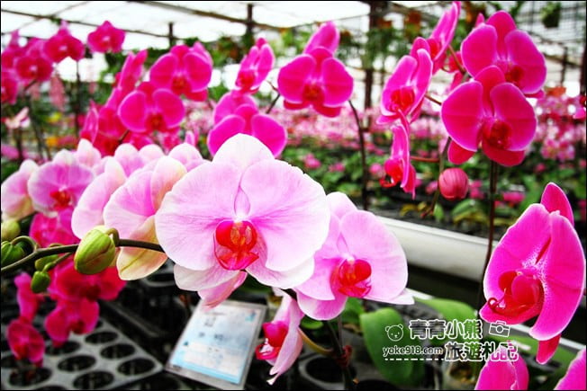 台中后里景點》萌芳花卉農場.粉嫩的石斛蘭綻放中~免費賞花景點推薦 @青青小熊*旅遊札記 台中后里景點》萌芳花卉農場.粉嫩的石斛蘭綻放中~免費賞花景點推薦 @青青小熊*旅遊札記