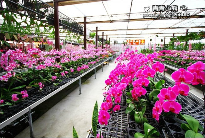 台中后里景點》萌芳花卉農場．粉嫩的石斛蘭綻放中~免費賞花景點推薦 @青青小熊＊旅遊札記