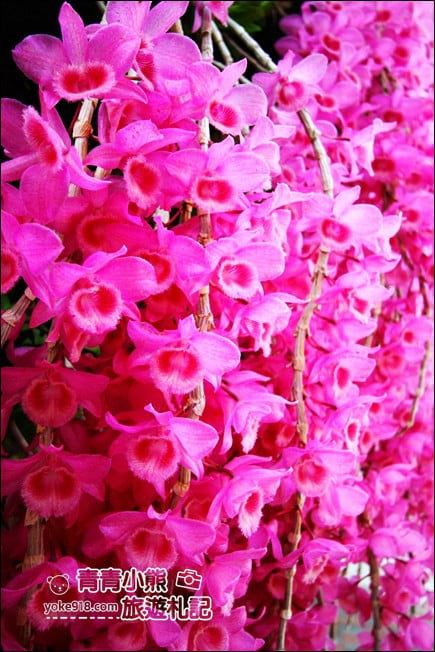台中后里景點》萌芳花卉農場．粉嫩的石斛蘭綻放中~免費賞花景點推薦 @青青小熊＊旅遊札記
