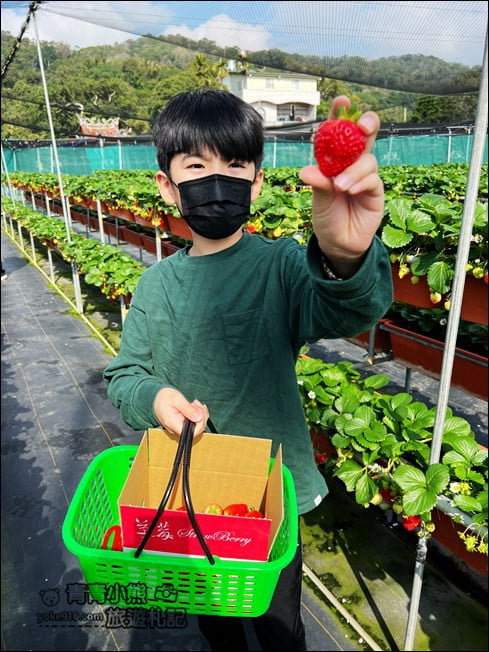 新竹景點》關西一日遊推薦.賞櫻花.採草莓.吃美食,季節限定必玩推薦 @青青小熊*旅遊札記 新竹景點》關西一日遊推薦.賞櫻花.採草莓.吃美食,季節限定必玩推薦 @青青小熊*旅遊札記