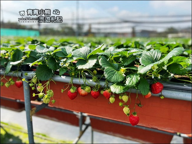 苗栗採草莓景點》苗栗和其它縣市推薦草莓園~冬天就是要甜蜜蜜吃草莓 @青青小熊＊旅遊札記