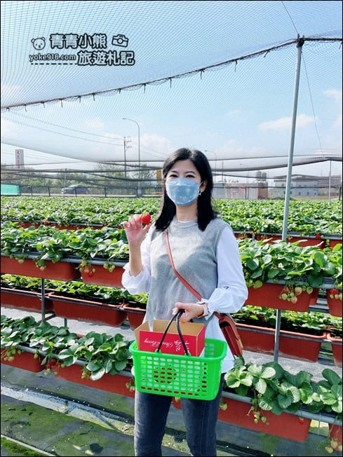 新竹景點》關西一日遊推薦.賞櫻花.採草莓.吃美食,季節限定必玩推薦 @青青小熊*旅遊札記 新竹景點》關西一日遊推薦.賞櫻花.採草莓.吃美食,季節限定必玩推薦 @青青小熊*旅遊札記