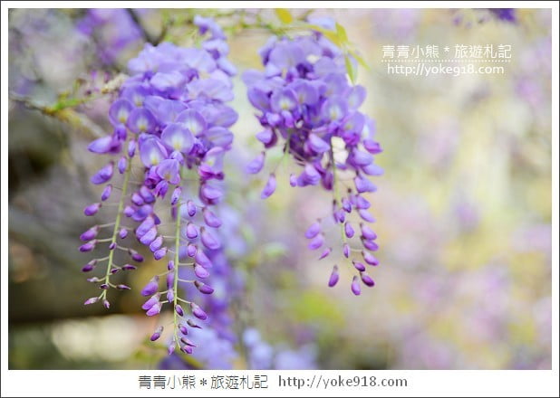 中華大學紫藤花》新竹紫藤花.漫步在紫藤花下的浪漫 @青青小熊*旅遊札記 中華大學紫藤花》新竹紫藤花.漫步在紫藤花下的浪漫 @青青小熊*旅遊札記