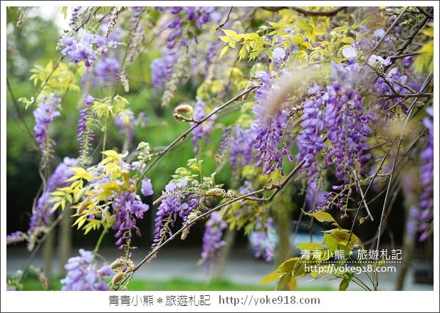 中華大學紫藤花》新竹紫藤花．漫步在紫藤花下的浪漫 @青青小熊＊旅遊札記