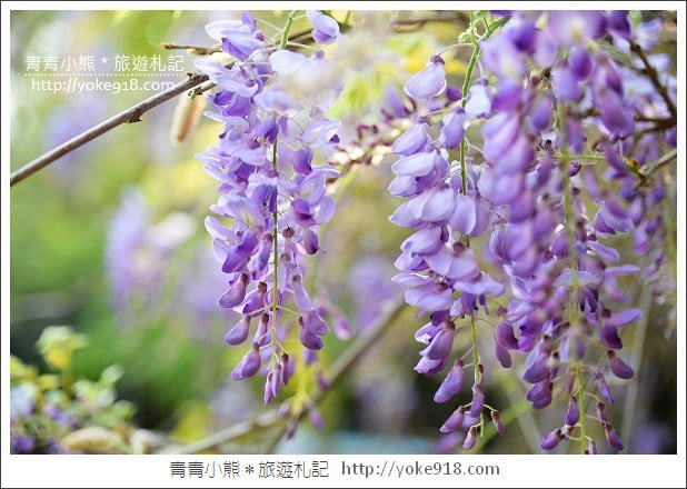 中華大學紫藤花》新竹紫藤花．漫步在紫藤花下的浪漫 @青青小熊＊旅遊札記