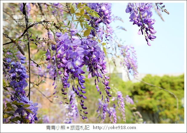 中華大學紫藤花》新竹紫藤花.漫步在紫藤花下的浪漫 @青青小熊*旅遊札記 中華大學紫藤花》新竹紫藤花.漫步在紫藤花下的浪漫 @青青小熊*旅遊札記