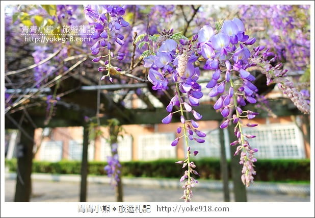 中華大學紫藤花》新竹紫藤花.漫步在紫藤花下的浪漫 @青青小熊*旅遊札記 中華大學紫藤花》新竹紫藤花.漫步在紫藤花下的浪漫 @青青小熊*旅遊札記