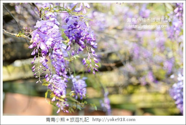 中華大學紫藤花》新竹紫藤花.漫步在紫藤花下的浪漫 @青青小熊*旅遊札記 中華大學紫藤花》新竹紫藤花.漫步在紫藤花下的浪漫 @青青小熊*旅遊札記