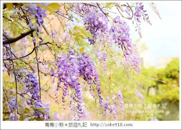 中華大學紫藤花》新竹紫藤花.漫步在紫藤花下的浪漫 @青青小熊*旅遊札記 中華大學紫藤花》新竹紫藤花.漫步在紫藤花下的浪漫 @青青小熊*旅遊札記