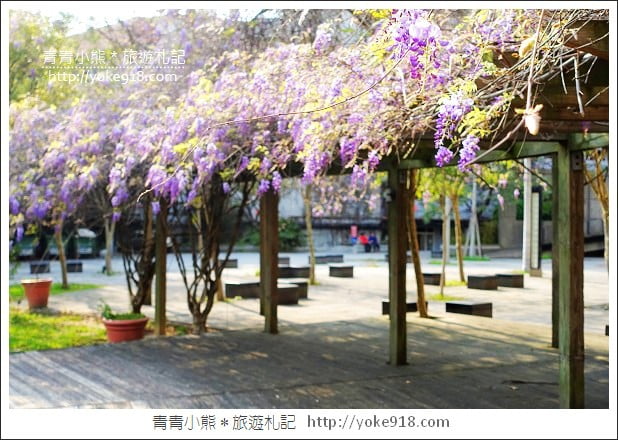 中華大學紫藤花》新竹紫藤花．漫步在紫藤花下的浪漫 @青青小熊＊旅遊札記