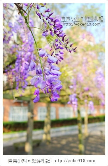 中華大學紫藤花》新竹紫藤花.漫步在紫藤花下的浪漫 @青青小熊*旅遊札記 中華大學紫藤花》新竹紫藤花.漫步在紫藤花下的浪漫 @青青小熊*旅遊札記