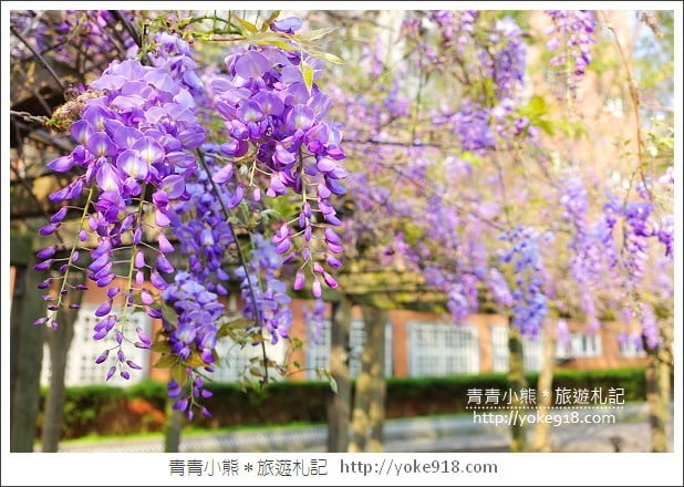 中華大學紫藤花》新竹紫藤花．漫步在紫藤花下的浪漫 @青青小熊＊旅遊札記