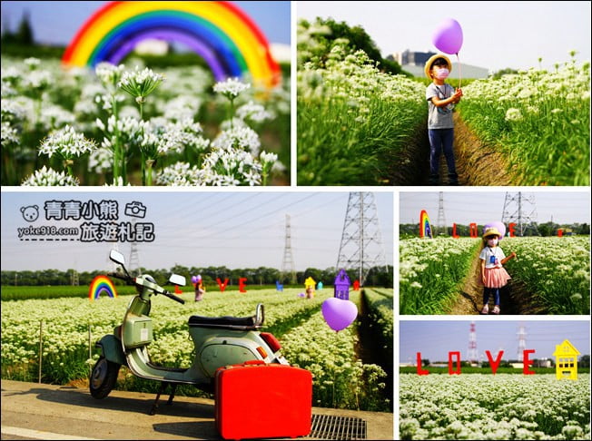 彰化景點》埤頭韭菜花田.一大片花田,還有浪漫造景~來這拍美照 @青青小熊*旅遊札記 彰化景點》埤頭韭菜花田.一大片花田,還有浪漫造景~來這拍美照 @青青小熊*旅遊札記