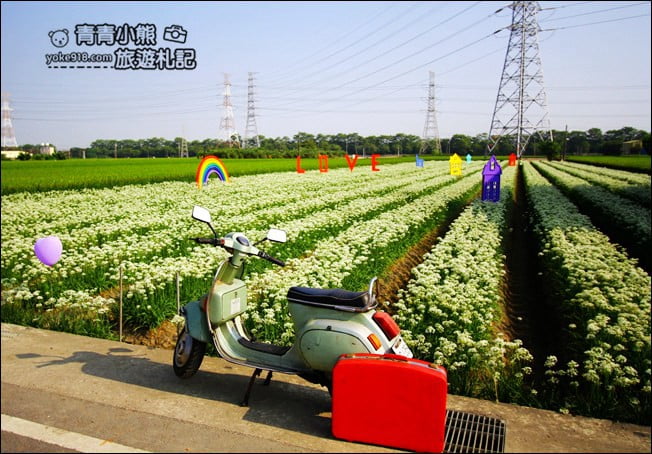 彰化景點》埤頭韭菜花田．一大片花田，還有浪漫造景~來這拍美照 @青青小熊＊旅遊札記
