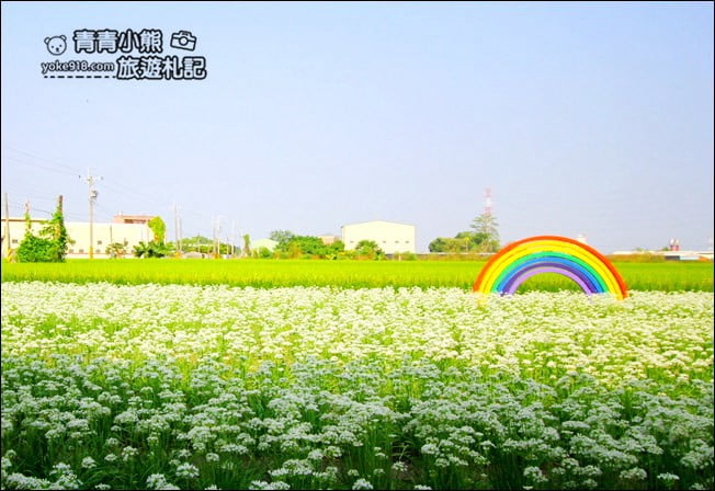 彰化景點》埤頭韭菜花田.一大片花田,還有浪漫造景~來這拍美照 @青青小熊*旅遊札記 彰化景點》埤頭韭菜花田.一大片花田,還有浪漫造景~來這拍美照 @青青小熊*旅遊札記