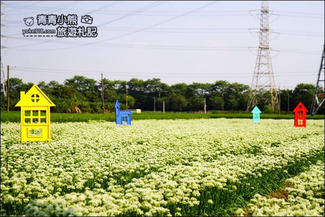 彰化景點》埤頭韭菜花田．一大片花田，還有浪漫造景~來這拍美照 @青青小熊＊旅遊札記
