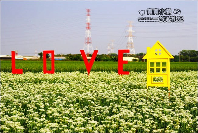 彰化景點》埤頭韭菜花田.一大片花田,還有浪漫造景~來這拍美照 @青青小熊*旅遊札記 彰化景點》埤頭韭菜花田.一大片花田,還有浪漫造景~來這拍美照 @青青小熊*旅遊札記