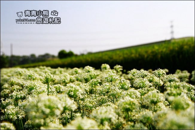 彰化景點》埤頭韭菜花田.一大片花田,還有浪漫造景~來這拍美照 @青青小熊*旅遊札記 彰化景點》埤頭韭菜花田.一大片花田,還有浪漫造景~來這拍美照 @青青小熊*旅遊札記